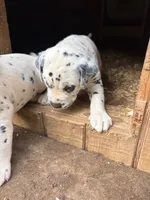 horns, a male Dalmatian for sale in Hattiesburg, MS – Photo 5 of 6