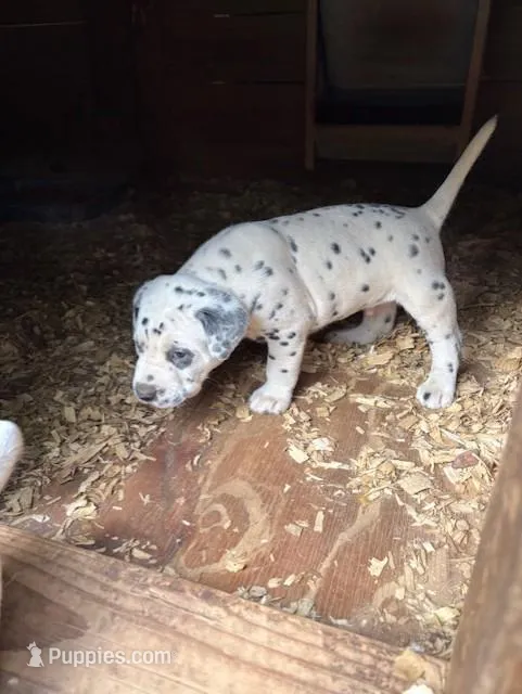horns – Dalmatian puppy for sale in Hattiesburg, MS