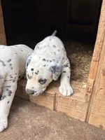horns, a male Dalmatian for sale in Hattiesburg, MS – Photo 4 of 6