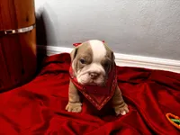 Bucky, a male English Bulldog for sale in Port Richey, FL – 8 of 8