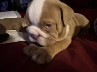 Bucky, a male English Bulldog for sale in Port Richey, FL – 3 of 8