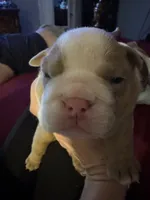 Bucky, a male English Bulldog for sale in Port Richey, FL – 6 of 8