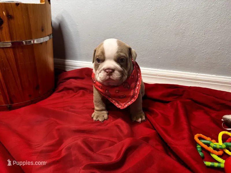 Bucky – English Bulldog puppy for sale in Port Richey, FL