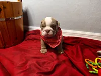 Bucky, a male English Bulldog for sale in Port Richey, FL – 1 of 8