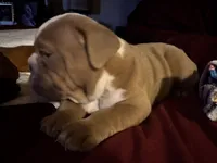 Bucky, a male English Bulldog for sale in Port Richey, FL – 5 of 8