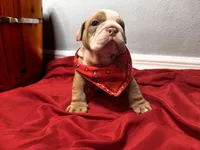 Bucky, a male English Bulldog for sale in Port Richey, FL – 7 of 8