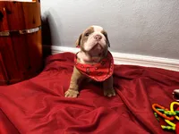 Bucky, a male English Bulldog for sale in Port Richey, FL – 2 of 8