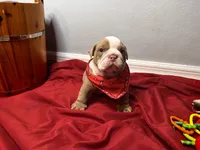 Bucky, a male English Bulldog for sale in Port Richey, FL – 4 of 8