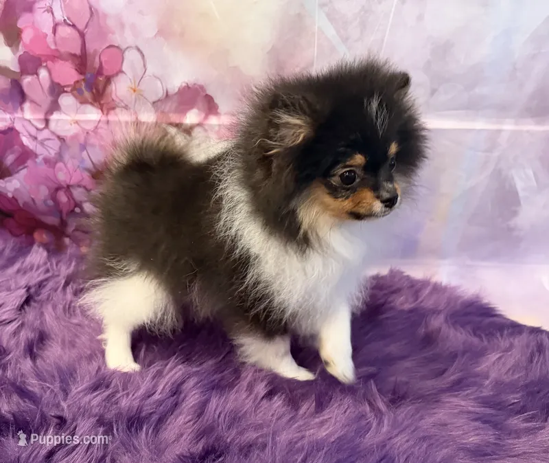 AKC Meesha – Pomeranian puppy for sale in Inyokern, CA