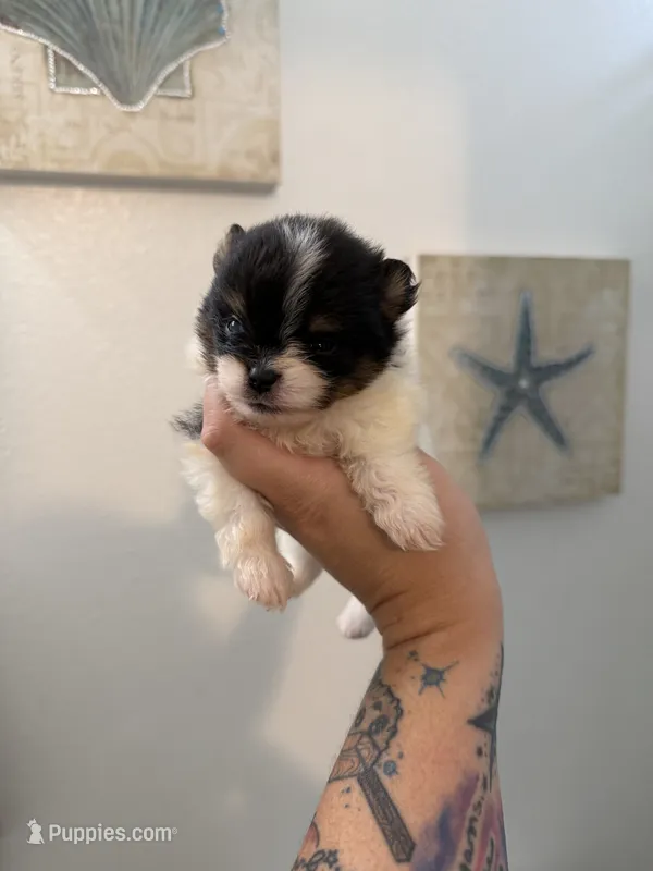 AKC Anna – Pomeranian puppy for sale in Inyokern, CA