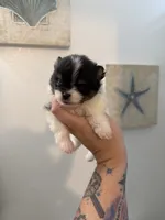 AKC Anna, a female Pomeranian for sale in Inyokern, CA – 3 of 5