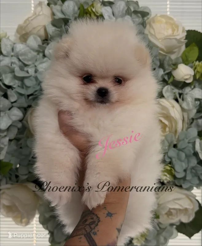AKC Jessie – Pomeranian puppy for sale in Inyokern, CA