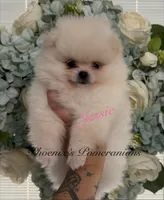 AKC Jessie, a female Pomeranian for sale in Inyokern, CA – 1 of 3