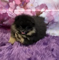 AKC Bella, a female Pomeranian for sale in Inyokern, CA – 3 of 10