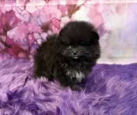 AKC Iduna, a female Pomeranian for sale in Inyokern, CA – 2 of 5