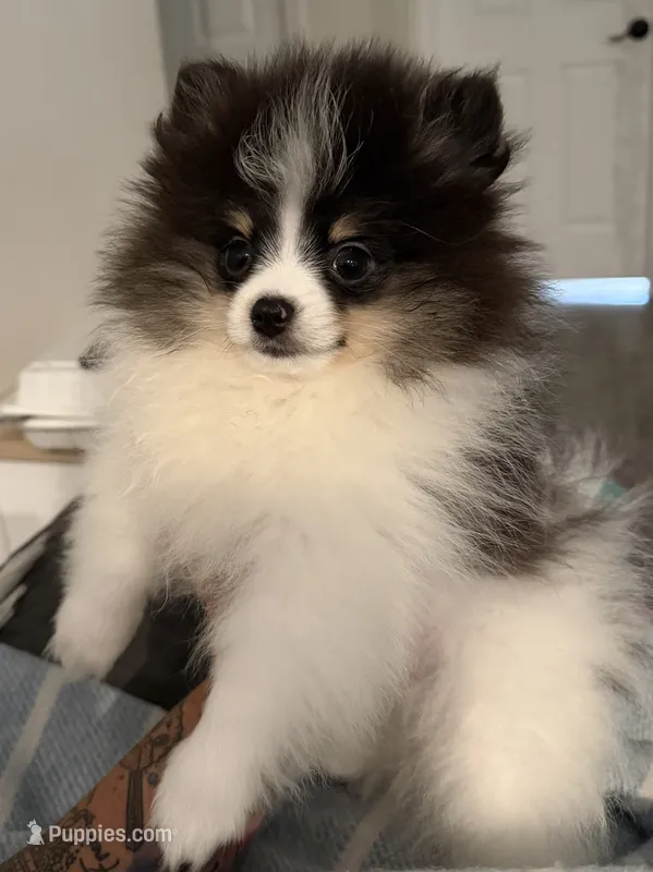 AKC Hans – Pomeranian puppy for sale in Inyokern, CA