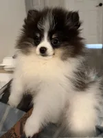 AKC Hans, a male Pomeranian for sale in Inyokern, CA – 1 of 6