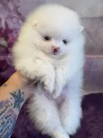 AKC Nala, a female Pomeranian for sale in Inyokern, CA – 3 of 5