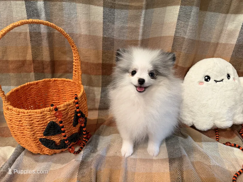 AKC Elsa – Pomeranian puppy for sale in Inyokern, CA