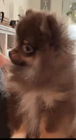 AKC Keara, a female Pomeranian for sale in Inyokern, CA – 4 of 8