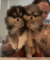 AKC Max, a male Pomeranian for sale in Inyokern, CA – 3 of 3