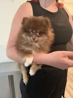 AKC Keara, a female Pomeranian for sale in Inyokern, CA – 6 of 8