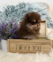 AKC Charlie, a male Pomeranian for sale in Inyokern, CA – 5 of 6