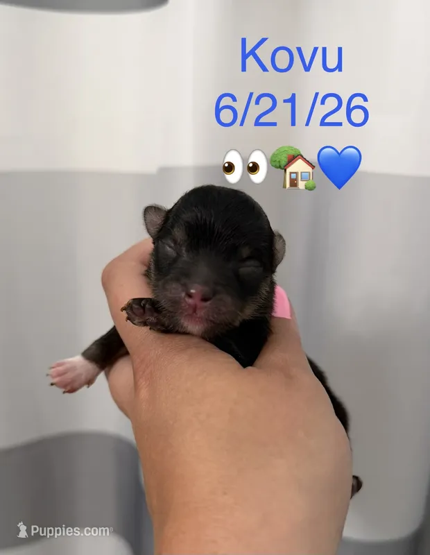 AKC Kovu – Pomeranian puppy for sale in Inyokern, CA