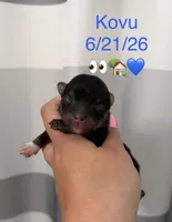 AKC Kovu, a male Pomeranian for sale in Inyokern, CA – 1 of 1