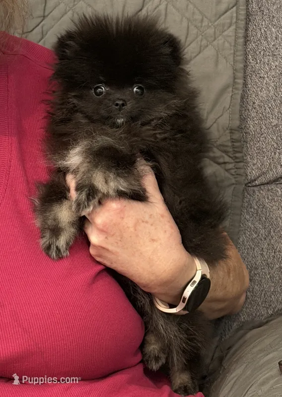AKC Iduna – Pomeranian puppy for sale in Inyokern, CA