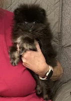 AKC Iduna, a female Pomeranian for sale in Inyokern, CA – 1 of 6