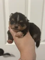 AKC Remi, a male Pomeranian for sale in Inyokern, CA – 5 of 7