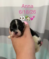 AKC Anna, a female Pomeranian for sale in Inyokern, CA – 1 of 2