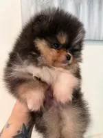 AKC Remi, a male Pomeranian for sale in Inyokern, CA – 2 of 7