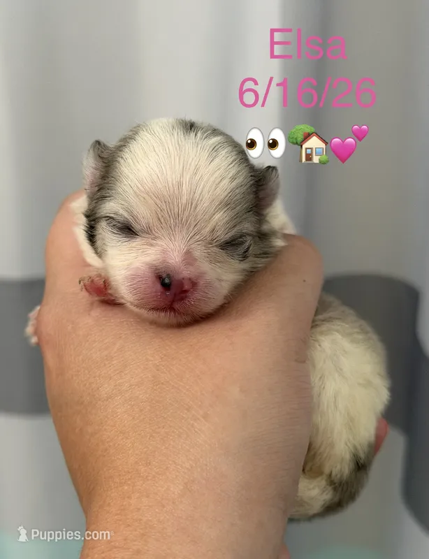 AKC Elsa – Pomeranian puppy for sale in Inyokern, CA
