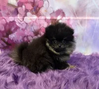 AKC Bella, a female Pomeranian for sale in Inyokern, CA – 4 of 10
