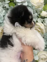 AKC Nikolai, a male Pomeranian for sale in Inyokern, CA – 4 of 5