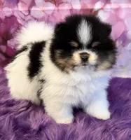 AKC Nikolai, a male Pomeranian for sale in Inyokern, CA – 1 of 5