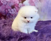 AKC Nala, a female Pomeranian for sale in Inyokern, CA – 1 of 5
