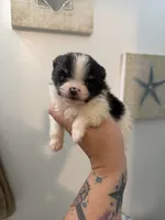 AKC Hans, a male Pomeranian for sale in Inyokern, CA – 3 of 4