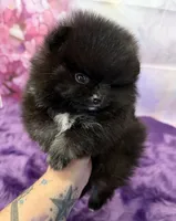 AKC Iduna, a female Pomeranian for sale in Inyokern, CA – 3 of 5