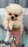 AKC Jessie, a female Pomeranian for sale in Inyokern, CA – 1 of 2
