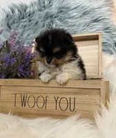 AKC Meesha, a female Pomeranian for sale in Inyokern, CA – 3 of 3