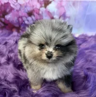AKC Kristoff, a male Pomeranian for sale in Inyokern, CA – 1 of 6
