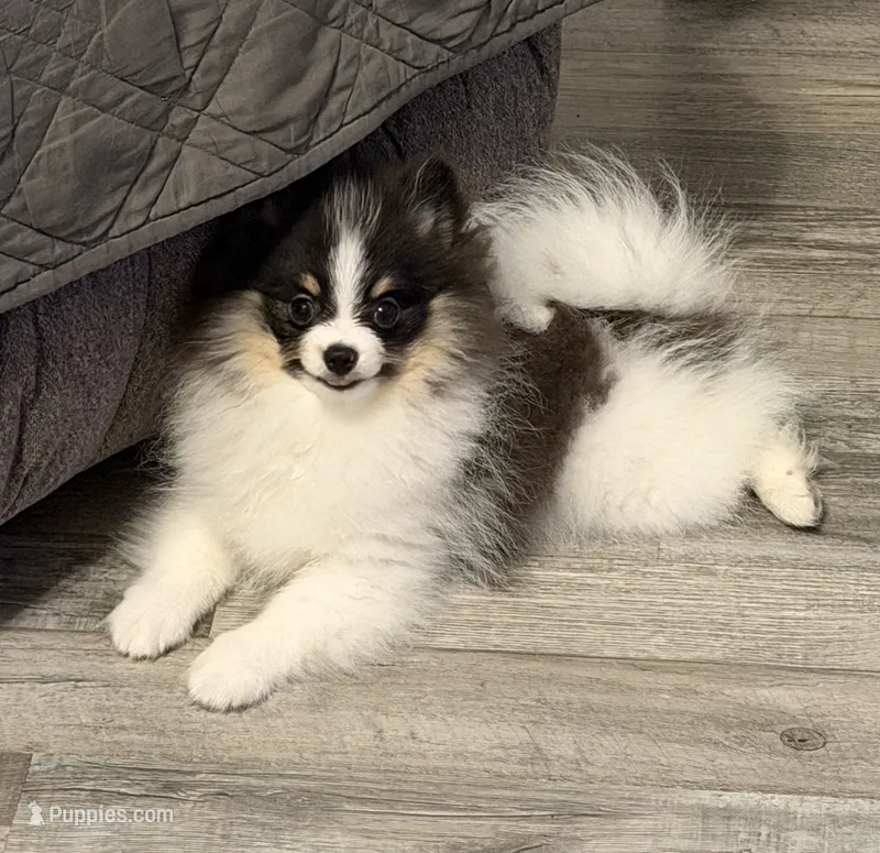 AKC Hans – Pomeranian puppy for sale in Inyokern, CA