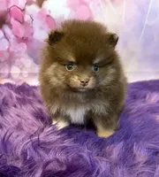 AKC Keara, a female Pomeranian for sale in Inyokern, CA – 2 of 2