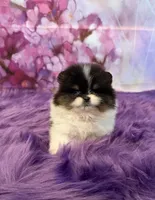 AKC Anna, a female Pomeranian for sale in Inyokern, CA – 2 of 5