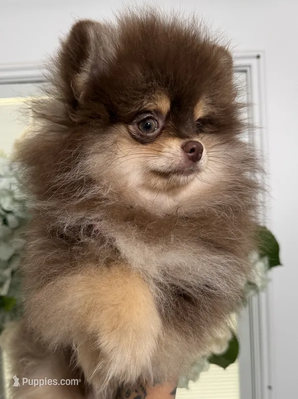 AKC Charlie – Pomeranian puppy for sale in Inyokern, CA