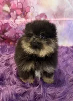 AKC Bella, a female Pomeranian for sale in Inyokern, CA – 5 of 10