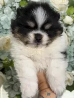 AKC Nikolai, a male Pomeranian for sale in Inyokern, CA – 3 of 5